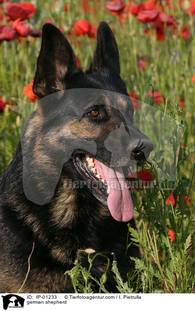 Deutscher Schferhund Portrait / german shepherd / IP-01233