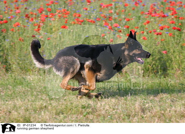 rennender Schferhund / running german shepherd / IP-01234