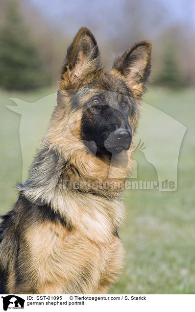Portrait eines Schferhundes / german shepherd portrait / SST-01095