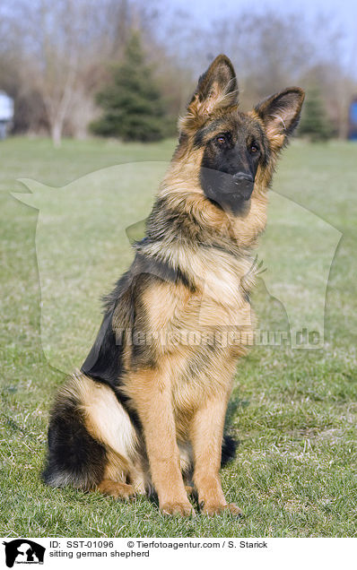 sitzender Schferhund / sitting german shepherd / SST-01096