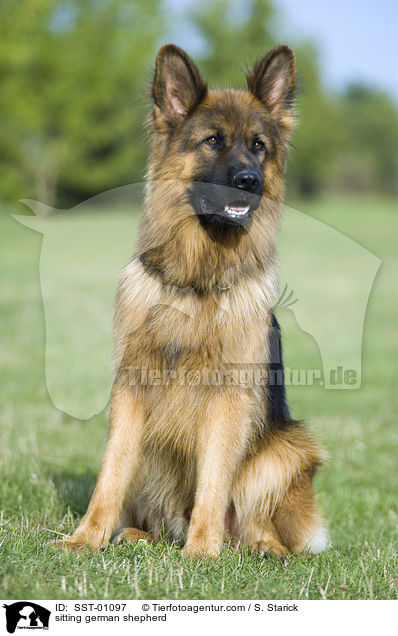 sitzender Schferhund / sitting german shepherd / SST-01097