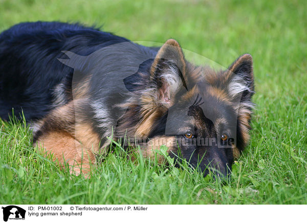 Schferhund liegt auf Wiese / lying german shepherd / PM-01002