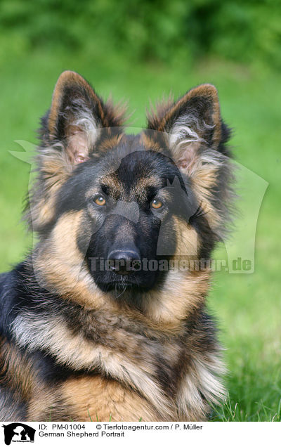 Schferhund Portrait / German Shepherd Portrait / PM-01004