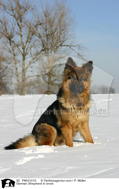 Schferhund im Schnee / German Shepherd in snow / PM-01010