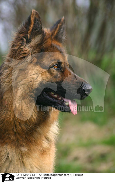 Schferhund Portrait / German Shepherd Portrait / PM-01013