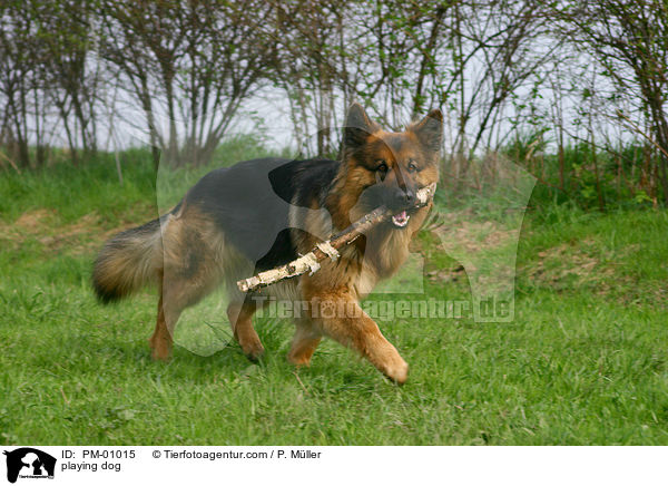 Schferhund mit Stckchen / playing dog / PM-01015