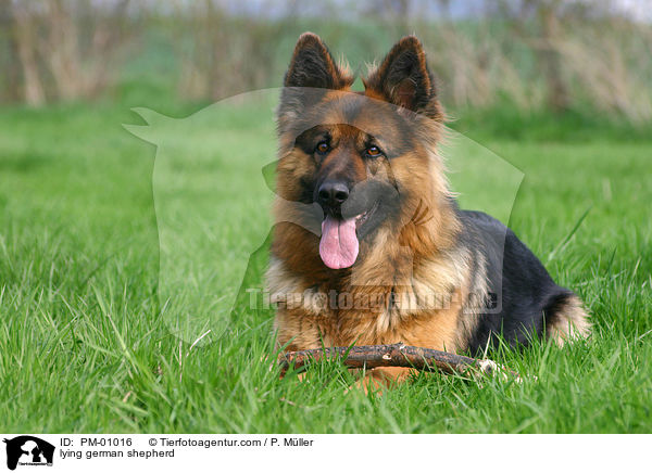 Schferhund liegt auf Wiese / lying german shepherd / PM-01016