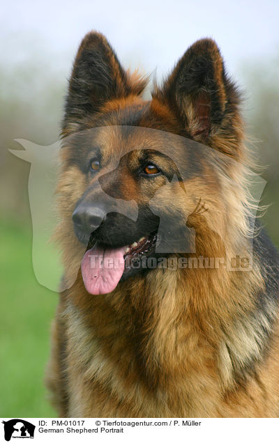 Schferhund Portrait / German Shepherd Portrait / PM-01017