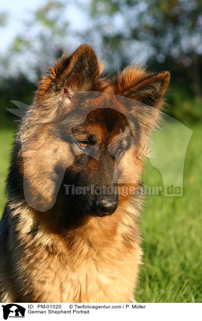 Schferhund Portrait / German Shepherd Portrait / PM-01020