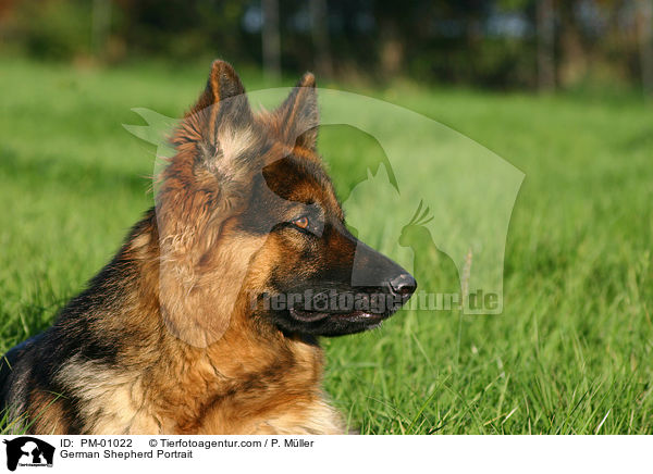 Schferhund Portrait / German Shepherd Portrait / PM-01022