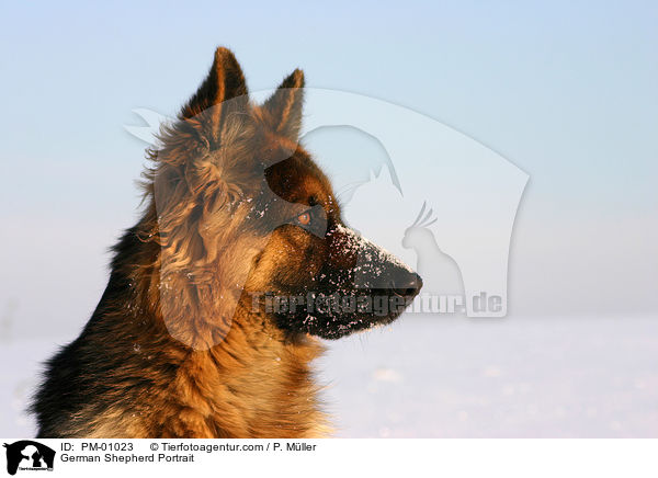 Schferhund Portrait / German Shepherd Portrait / PM-01023