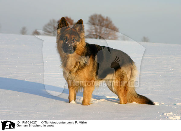 Schferhund im Schnee / German Shepherd in snow / PM-01027