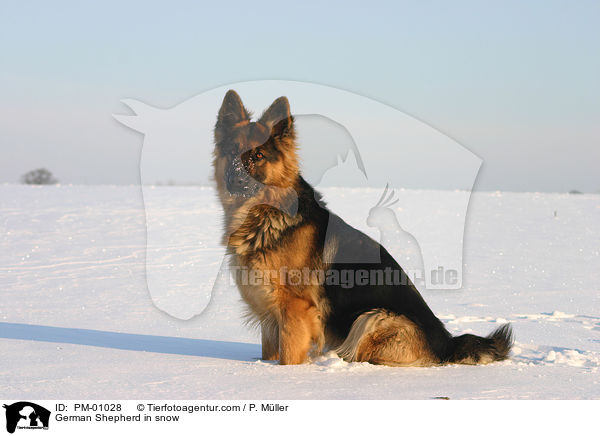 Schferhund im Schnee / German Shepherd in snow / PM-01028