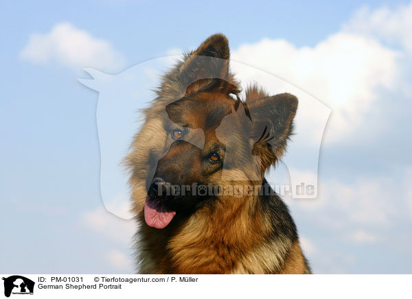 Schferhund Portrait / German Shepherd Portrait / PM-01031