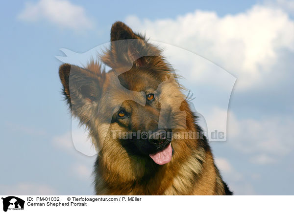 Schferhund Portrait / German Shepherd Portrait / PM-01032