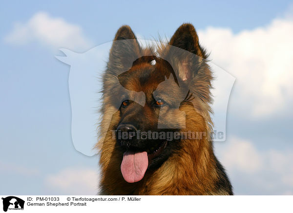 Schferhund Portrait / German Shepherd Portrait / PM-01033