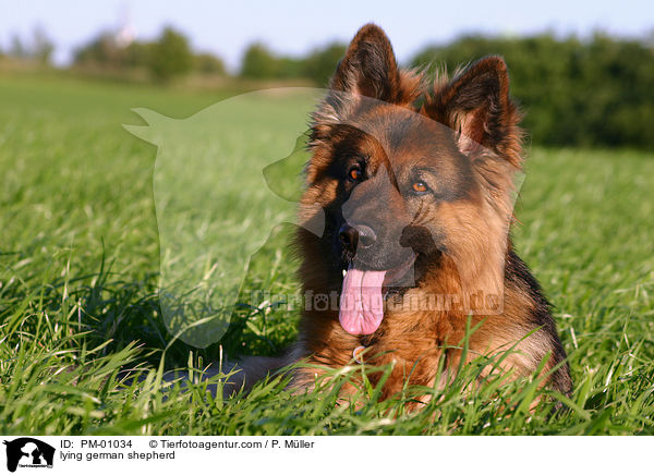 Schferhund liegt auf Wiese / lying german shepherd / PM-01034