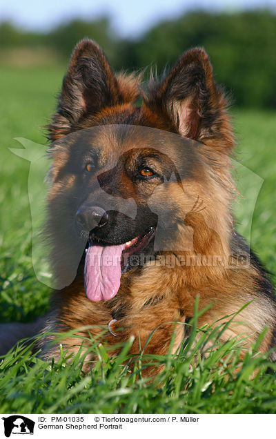 Schferhund Portrait / German Shepherd Portrait / PM-01035