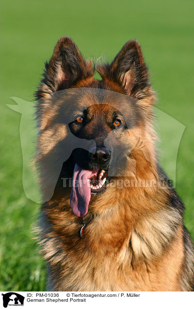 Schferhund Portrait / German Shepherd Portrait / PM-01036
