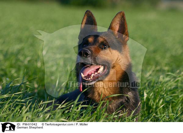 Deutscher Schferhund / German Shepherd / PM-01042