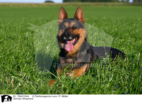 Deutscher Schferhund / German Shepherd / PM-01044