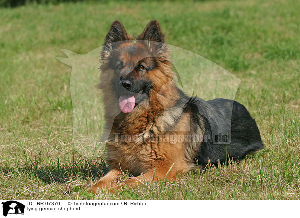liegender Schferhund / lying german shepherd / RR-07370