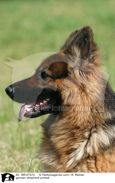 Schferhund Portrait / german shepherd portrait / RR-07372