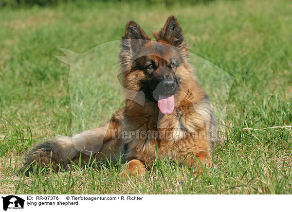 liegender Schferhund / lying german shepherd / RR-07376