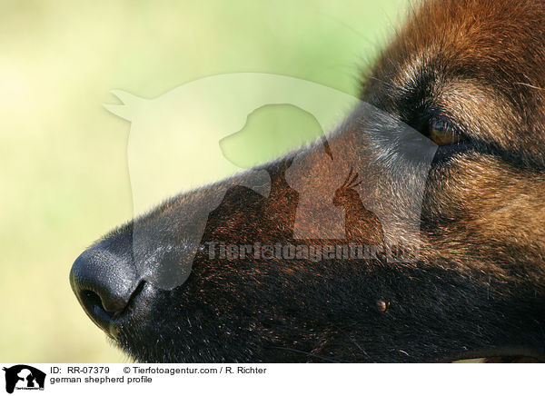 Schferhund Profil / german shepherd profile / RR-07379