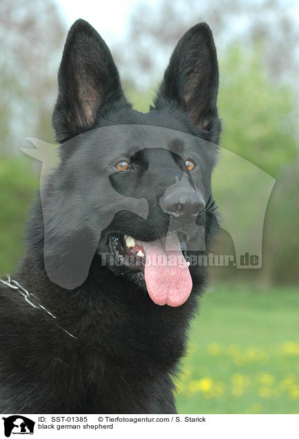 schwarzer Deutscher Schferhund / black german shepherd / SST-01385