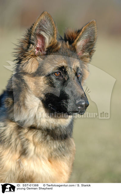 junger Deutscher Schferhund / young German Shepherd / SST-01388