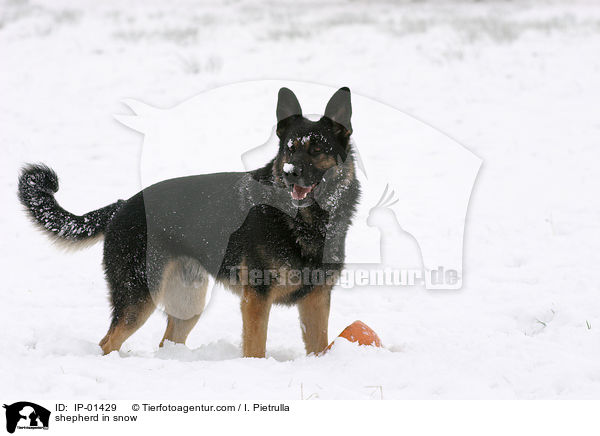 Schferhund im Schnee / shepherd in snow / IP-01429