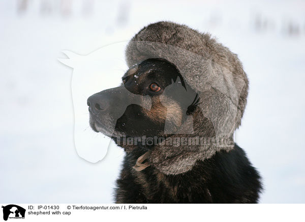 Schferhund mit Mtze / shepherd with cap / IP-01430