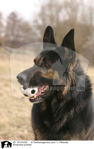 Schferhund Portrait / shepherd portrait / IP-01432