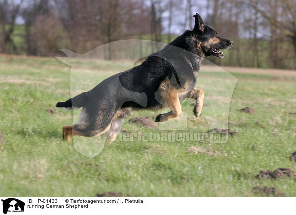 rennender Deutscher Schferhund / running German Shepherd / IP-01433