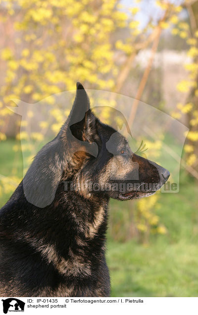 Schferhund Portrait / shepherd portrait / IP-01435