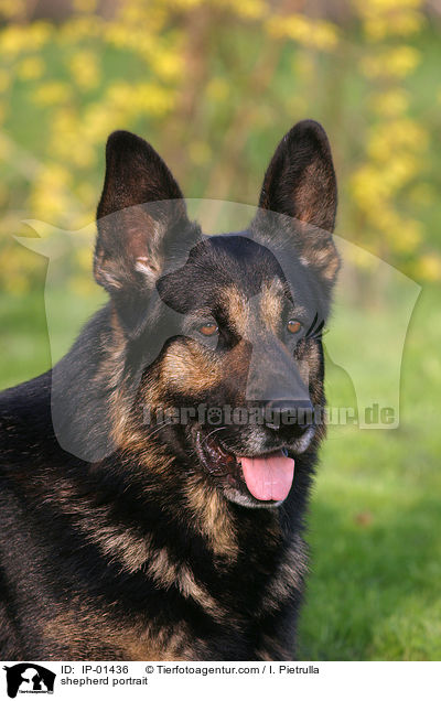 Schferhund Portrait / shepherd portrait / IP-01436