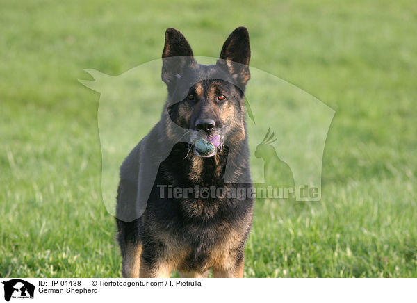 Deutscher Schferhund / German Shepherd / IP-01438