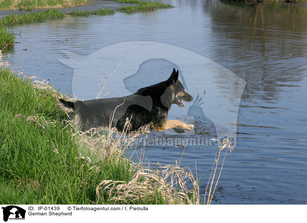 German Shepherd / IP-01439