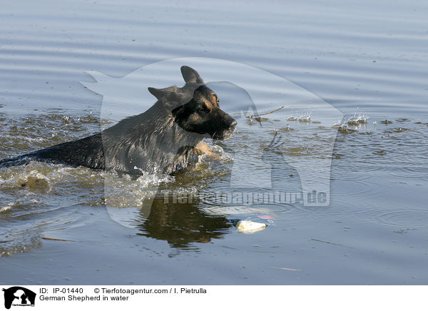 German Shepherd in water / IP-01440