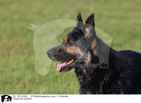 shepherd portrait / IP-01442