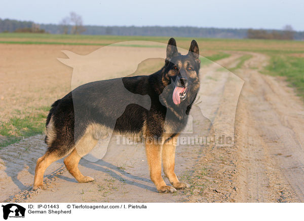 Deutscher Schferhund / German Shepherd / IP-01443