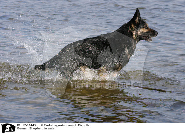 Deutscher Schferhund im Wasser / German Shepherd in water / IP-01445