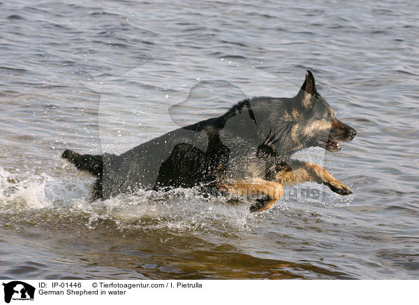 German Shepherd in water / IP-01446