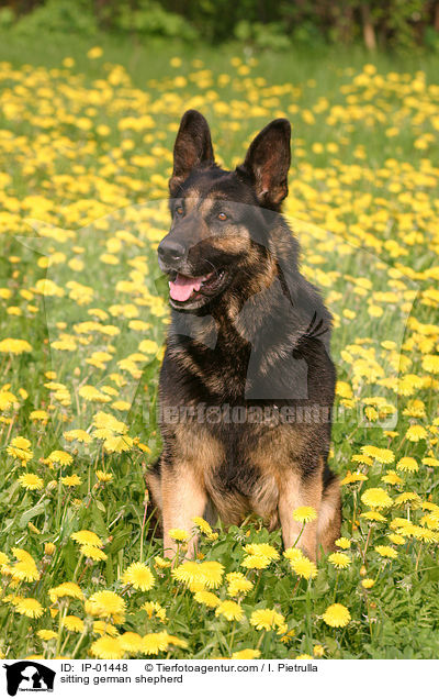 sitzender Deutscher Schferhund / sitting german shepherd / IP-01448