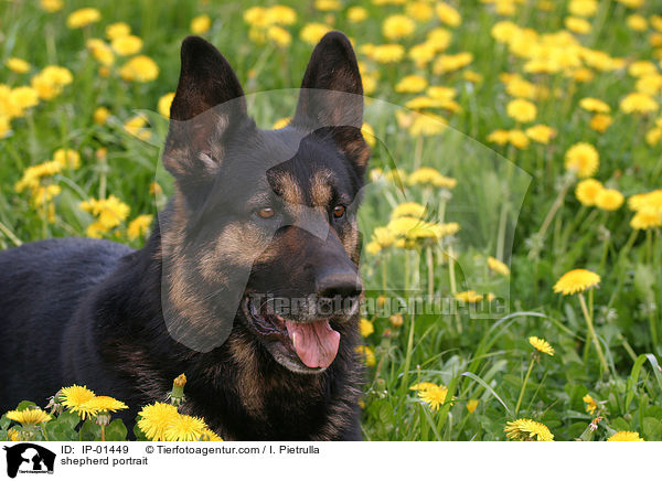 Schferhund Portrait / shepherd portrait / IP-01449