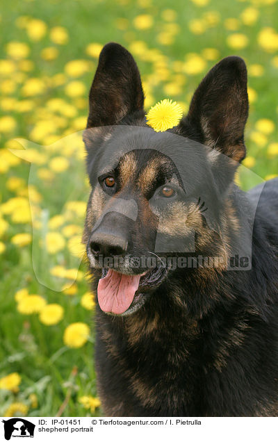 Schferhund Portrait / shepherd portrait / IP-01451