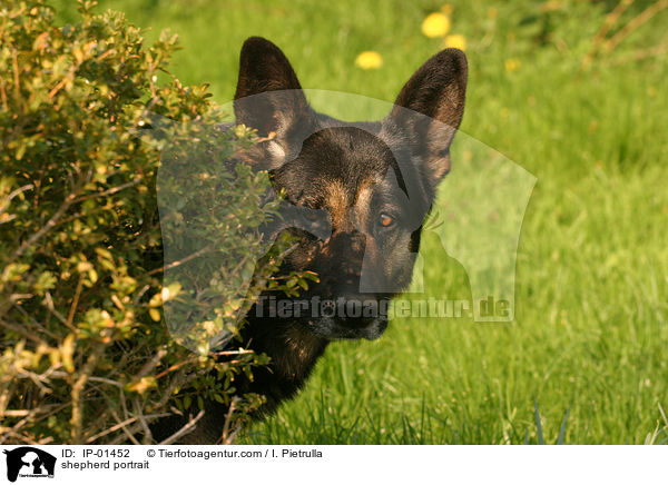 Schferhund Portrait / shepherd portrait / IP-01452