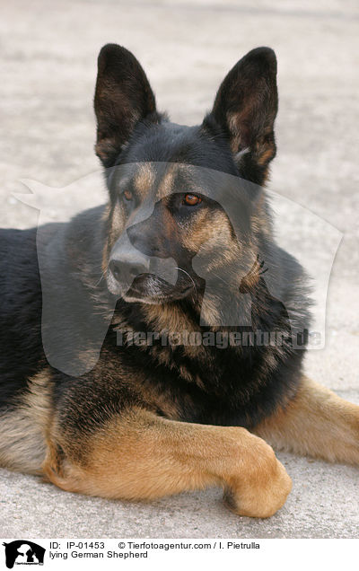 liegender Deutscher Schferhund / lying German Shepherd / IP-01453