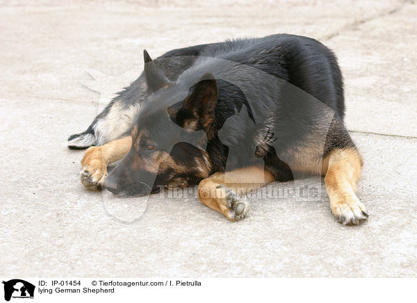 liegender Deutscher Schferhund / lying German Shepherd / IP-01454